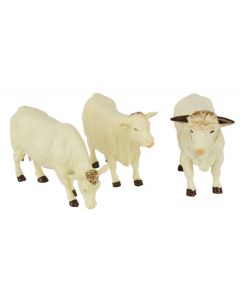 Zestaw bydła Charolais